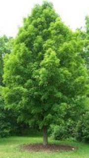 Acer Saccharinum (Silver Maple)
